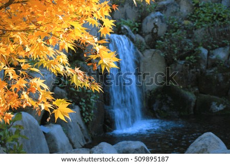 Autumn Leaves and waterfall in Japan