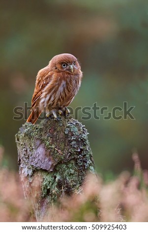 Brazilian pygmy owl (Glaucidium passerinum) sitting on a tree stump in the middle moors and looks around