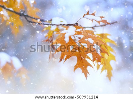 Beautiful branch with orange and yellow leaves in late fall or early winter under the snow. First snow, snow flakes fall, gentle blurred romantic light blue background, close-up Royalty-Free Stock Photo #509931214