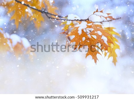 Beautiful branch with orange and yellow leaves in late fall or early winter under the snow. First snow, snow flakes fall, gentle blurred romantic light blue background for design Royalty-Free Stock Photo #509931217