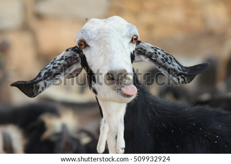 sheep, goat, tongue, weird eyes, funny picture, colored ears