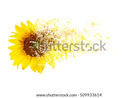sunflowers on a white background. disintegration effect
