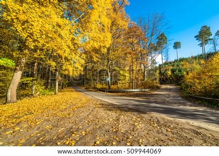 Cross roads in the forest, autumn landscape with golden leaves in sunny day