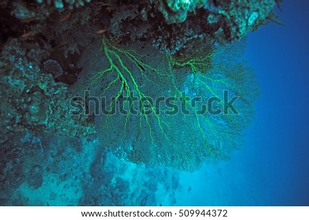 coral coast, Fiji, Viti levu