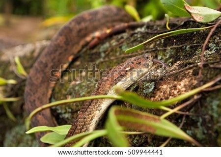 Pacific Boa Constrictor Snakes, candoia bibroni bibroni, Fiji, Viti Levu