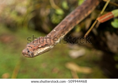 Pacific Boa Constrictor Snakes, candoia bibroni bibroni, Fiji, Viti Levu