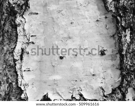 birch bark texture natural background paper close-up / black and white photo