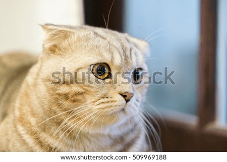 The closeup of sitting dun cat next to the window.
