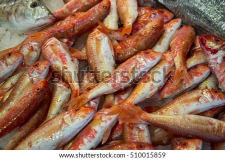 Red striped mullet fishes or Mullus surmuletus on ice for sale in the greek fish shop. Red striped mullet fishes on ice. Horizontal. Close.