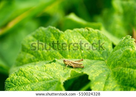A single grasshopper on a green leaf