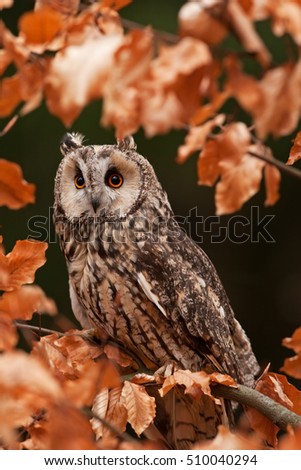 long-eared owl, asio otus, Czech republic