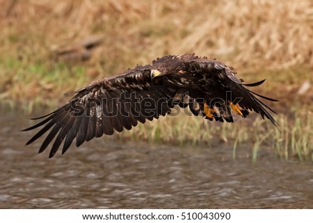White-tailed eagle, haliaeetus albicilla, Czech republic