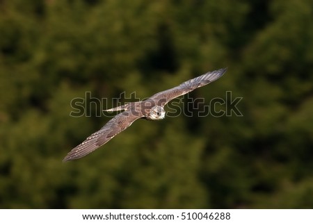 saker falcon, falco cherrug, Czech republic