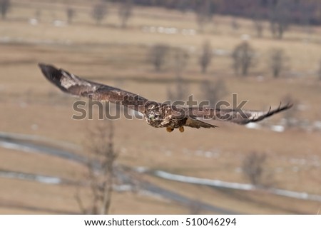 common buzzard, buteo buteo, Czech republic