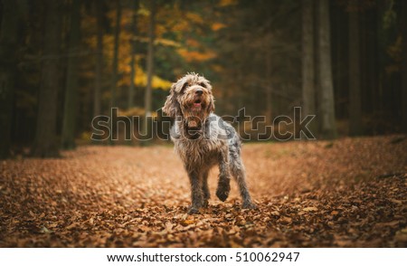 Dog (Hound - Bohemian Wire Haired Pointing Griffon) Standing in the Forest in the Autumnal Faded Leaves with the Paw Raised