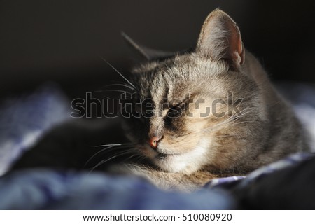 Grey cat sweet sleep