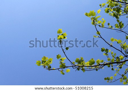 Trees branches with dark & light green leaves against blue sky.