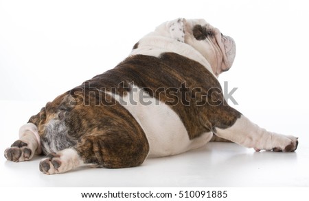 bulldog viewed from the backside on white background