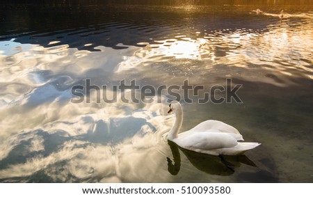 White swans on Alpine lake at sunset. Mountain lake with reflection of beautiful clouds. Romantic picture