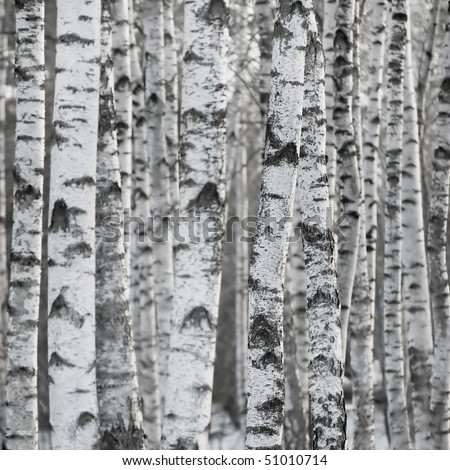 Birch Tree Forest, Large Aspen Pattern Background Copy Space

 Royalty-Free Stock Photo #51010714
