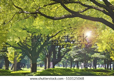 Park with sunshine and trees