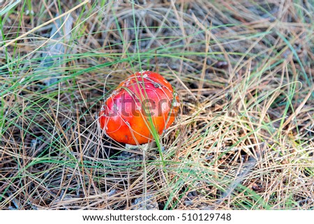 Amanita muscaria (Fly Agaric or Fly Amanita). Red mushroom in spruce needles and cones.