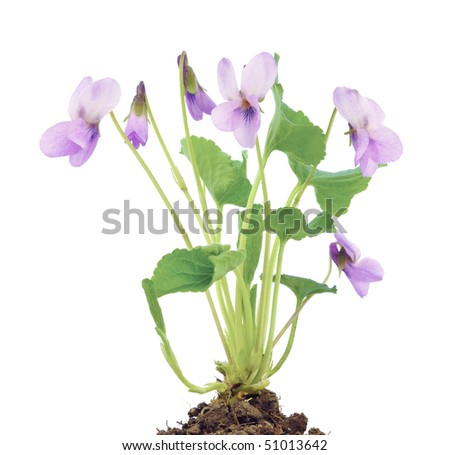 Closeup of violets on white background