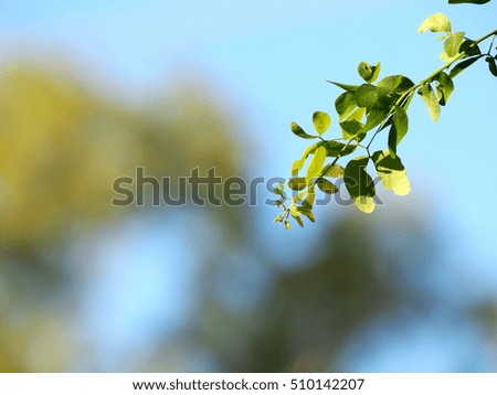 blur background from variety of green plant leaves shallow depth of field under shiny sunlight and environment in nature outdoor for relax mood backdrop and background