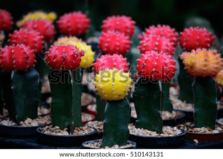 Cactus in flower pot  with bright backlight, blur background.
