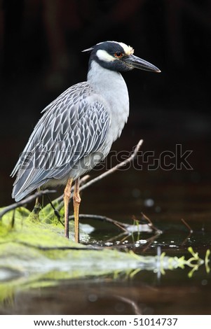 Closeup of a Yellow-Crowned Night Heron perching at the water's edge.