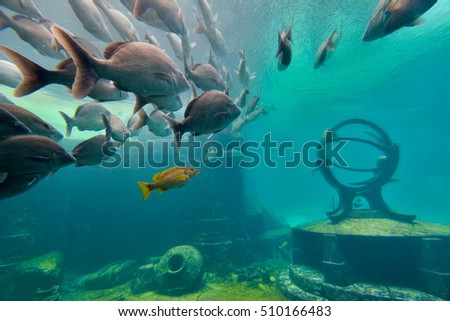 Aquarium with fish in natural light