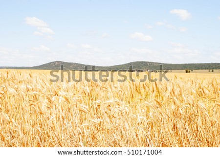 ripening cereal crop close up with hill and clouds in sky