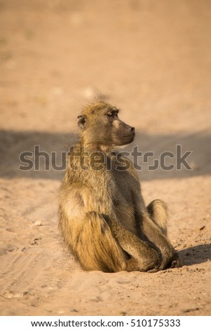 Chacma Baboon meditating, Chobe National Park