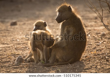 Chacma Baboons, Chobe National Park
