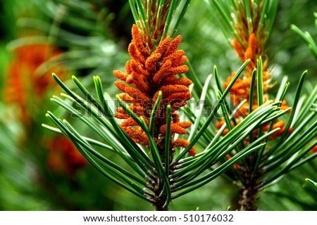 Decoration for raw pine tree