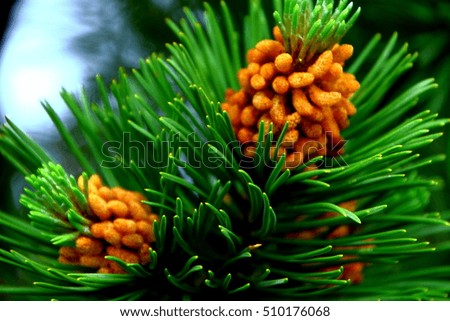 Decoration for raw pine tree