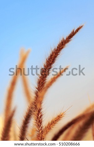 Decorative eared fluffy grass