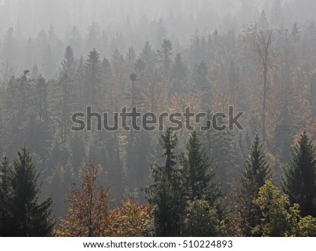 Autumnal forest in the fog