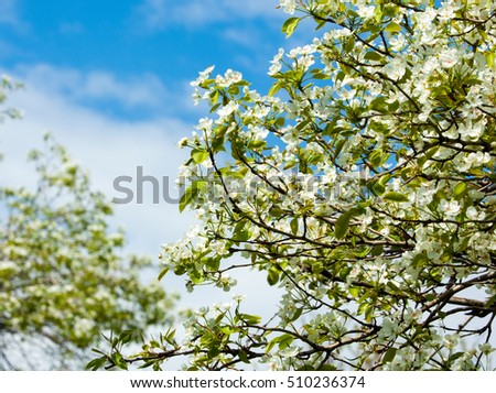 Spring. apple Trees in Blossom. flowers of apple. white blooms of blossoming tree close up. Beautiful spring blossom of apple cherry tree with white flowers. 