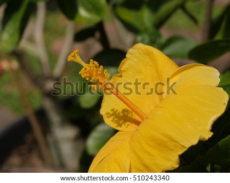 close up of colorful hibiscus ,china rose or chaba flower