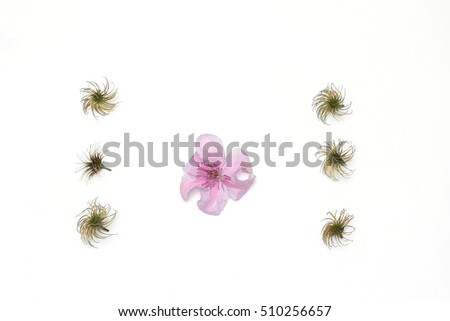 Composition of buds clematis and pink flower. Flat lay, top view