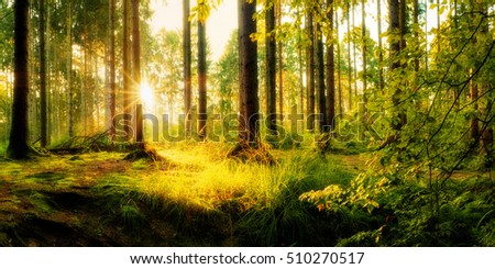 Idyllic forest