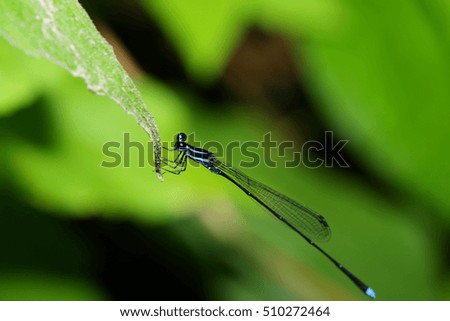 A dragonfly on leaf