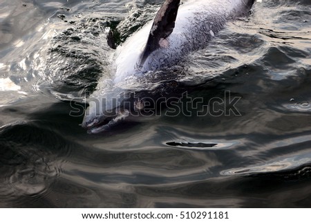 dead porpoise in Baltic Sea Royalty-Free Stock Photo #510291181