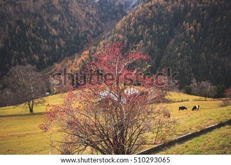 Picture of classic beautiful vibrant swiss landscape mountain road view with Alps mountains, bridge, cows, meadows and village, Switzerland