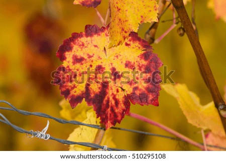 Vivid colors of vineyards in fall