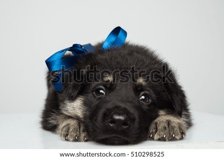 Cute shepherd puppy on white background. Alsatian puppy isolated on white