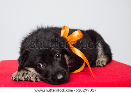 Cute shepherd puppy on white background. Alsatian puppy isolated on white