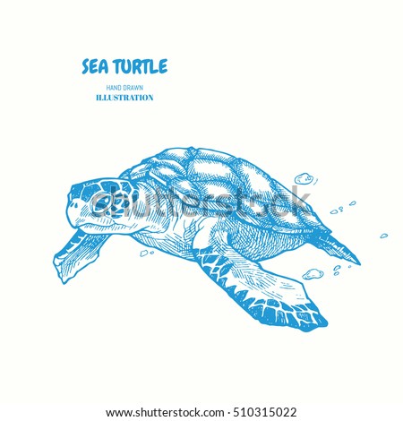 Sea turtle. Hand drawn vector illustration. turtle isolated on white background