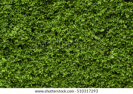 Wall of green trees. Royalty-Free Stock Photo #510317293